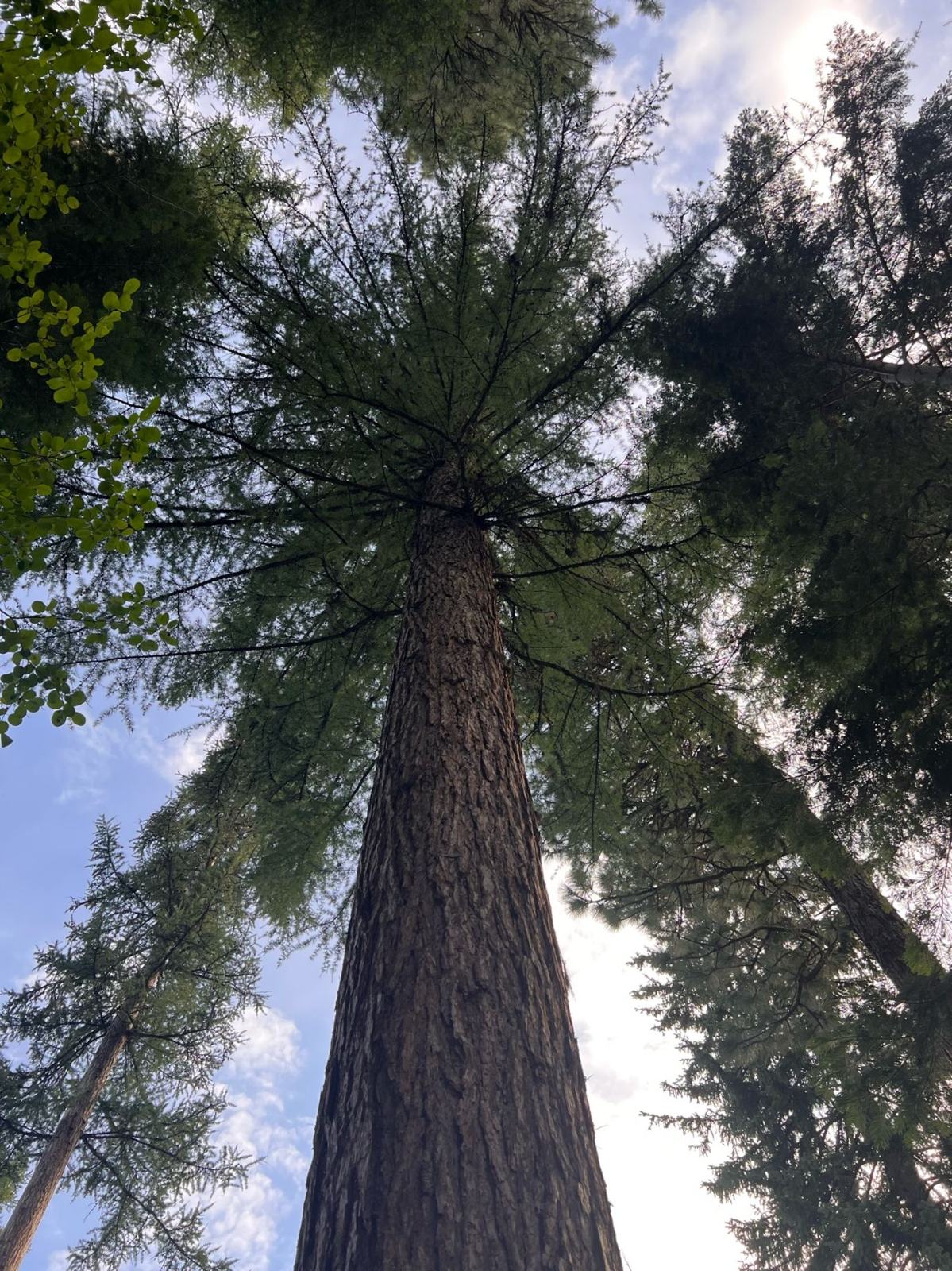 Looking straight up the trunk of a tall conifer