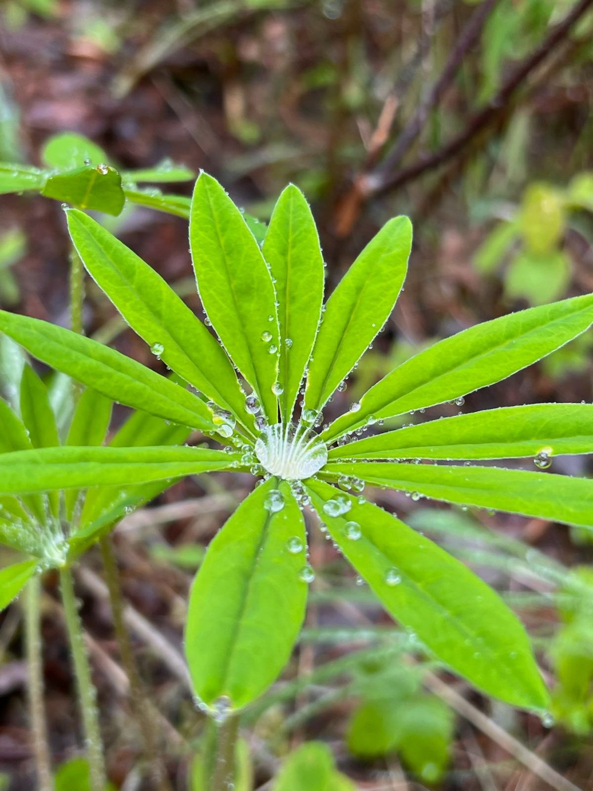 Close-up photograph of a lupine leaf holding a drop of rainwater at its centre