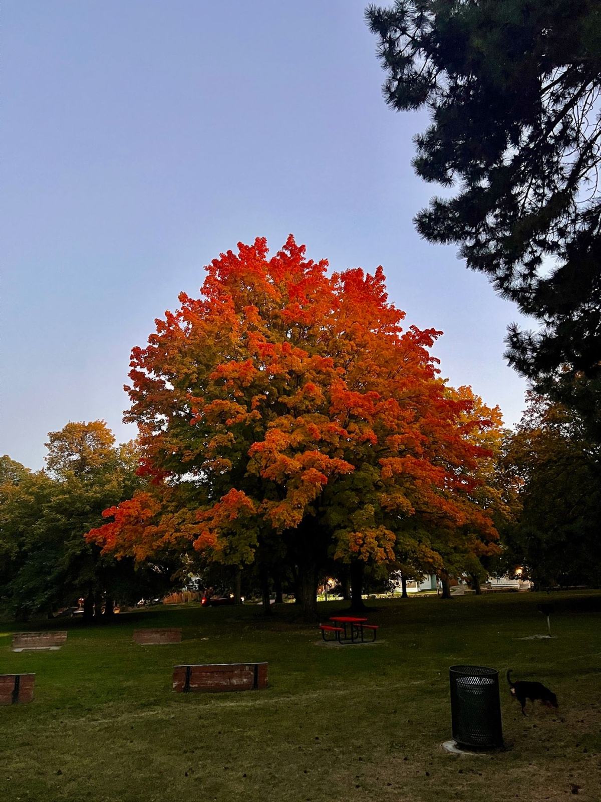 Maple tree in full orange and red fall color
