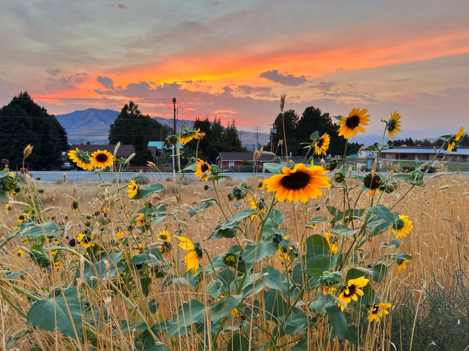 Sunflowers in dry grass at sunset